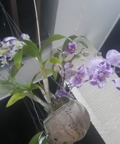 Alternative view of Combo 5 Gáo Dừa Lâu Năm Trồng Lan 11-13cm