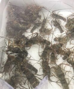 Tôm Hùm Xanh Sống Size 2 Con/Kg