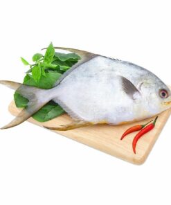 Cá Chim Trắng Biển Tươi Sống