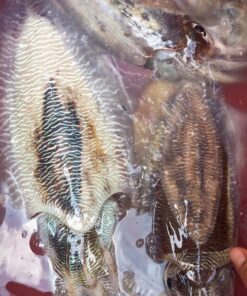 Mực Nang Loại 1 (0.6 - 2kg/Con)