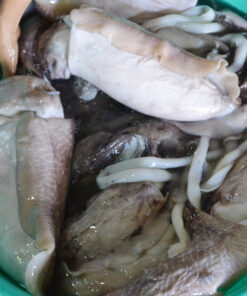 Alternative view of Mực Nang Loại 2 (4 con/kg)
