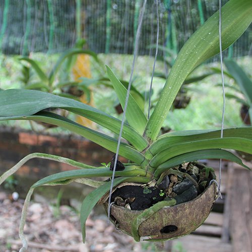 Mô hình trồng Lan kim tuyến dưới tán rừng ở Bình Gia  Huyện Bình Gia