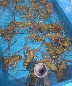 Tôm Hùm Bông Sống Size Lớn